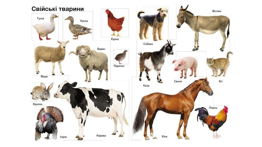 Книга Перші знання малюка - Тетяна Капінус 00-00032459 фото